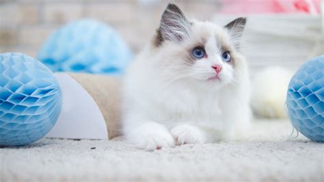 <b>Cats And Kittens For Sale</b>. . Kittens for sale spokane